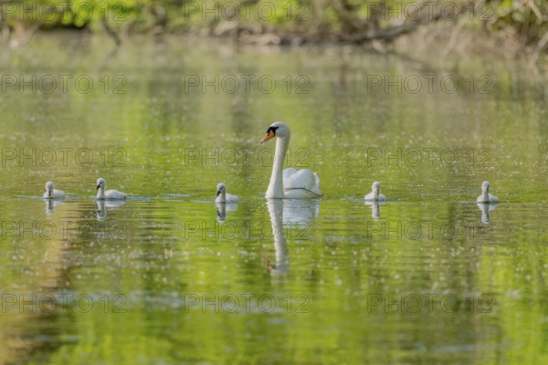 Mute swan (Cygnus olor) with her chicks in a river. Bas-Rhin, Collectivite europeenne d'Alsace,