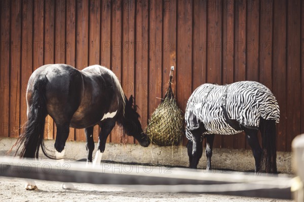 Horse wearing a coat with zebra pattern because of a skin rash, allergy, so his skin is protected.