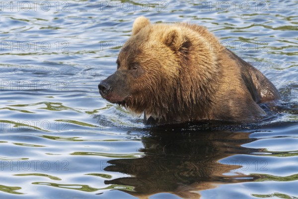 Portrait of Kamchatka brown bear in river. Wild terrible beast fishing red salmon fish during