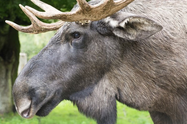 Detail of the head of a male elk moose in autumn, Alces alces