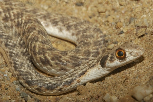 Eastern Montpellier snake (Malpolon monspessulanus insignitus)