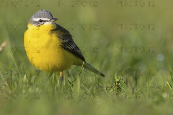 Blue-headed Yellow Wagtail, (Motacilla flava flava), Bergeronnette printanière, Lavandera Boyera,