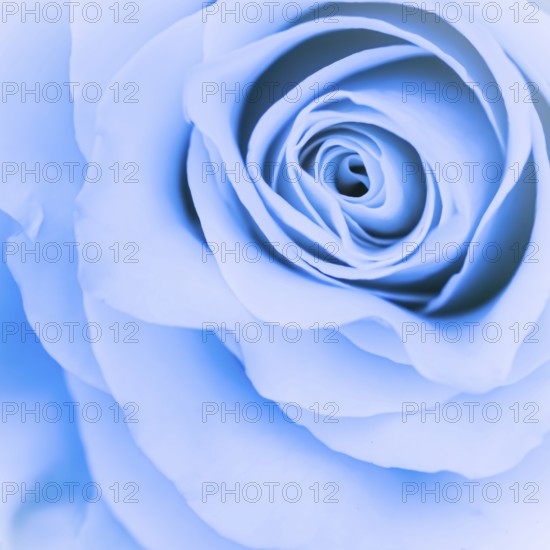 Botanical concept, invitation card, Soft focus, abstract floral background, blue rose flower. Macro