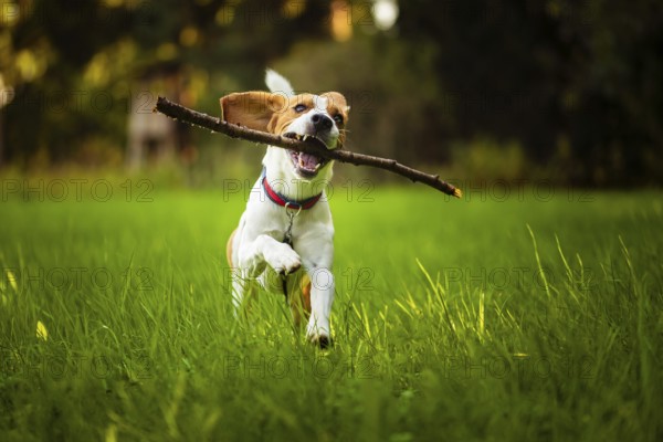 Beagle dog fun on meadow in summer outdoors run and jump with stick in mouth fetching towards