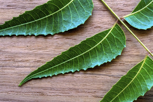 Medicinal leaves Neem leaves (Azadirachta indica A. Juss) studio shot, Tamil Nadu, South India,