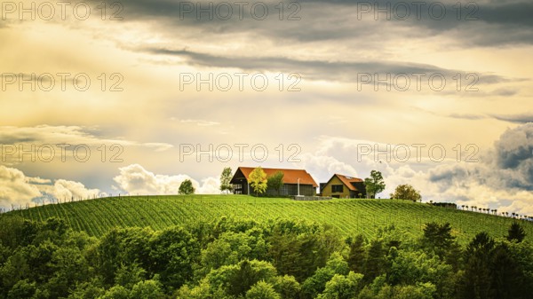 Austria vineyards in spring landscape. Leibnitz area in south Styria, wine country. Tuscany like
