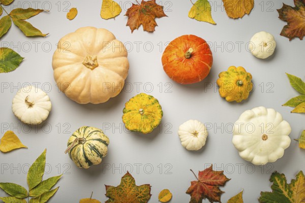 Thanksgiving or fall festive composition with different assorted pumpkins and autumn yellow leaves