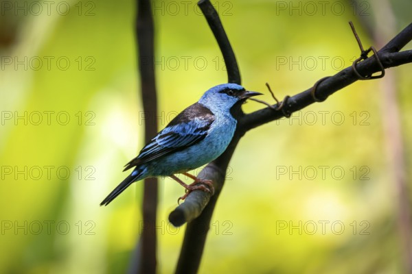 Blue Dacnis perched on a branch against defocused bright green background, Folha Seca, Brazil,