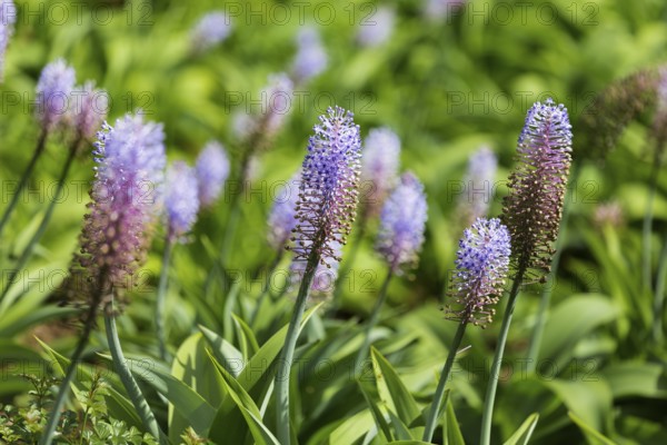 Blauer Ingwer, Dichorisandra thyrsiflora. Brasilien, Madeira, Funchal, Blue ginger, Flower of the