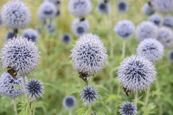 Banat globe thistle (Echinops bannaticus 'Taplow Blue'), Osnabrück University of Applied Sciences,