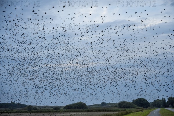 Dense flock of birds fills the sky over a rural road and green fields, starling flight at dusk on