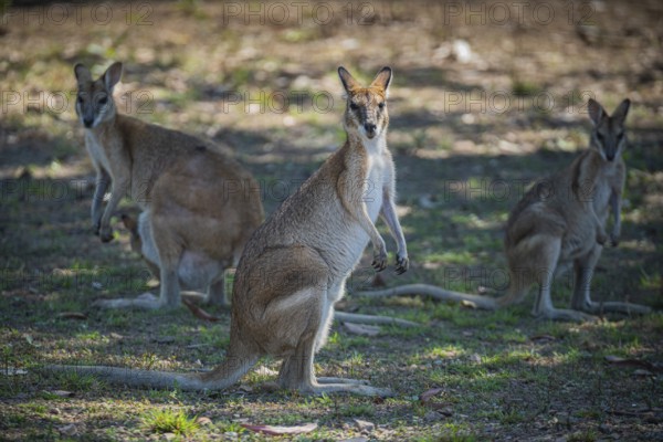 Agile Wallaby (Notamacropus agilis), Mary River National Park, Northern Territory, Australia,