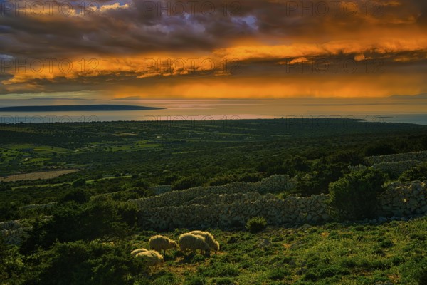 A peaceful rural landscape at sunset with sheep in a pasture and an orange sky, island of Pag,