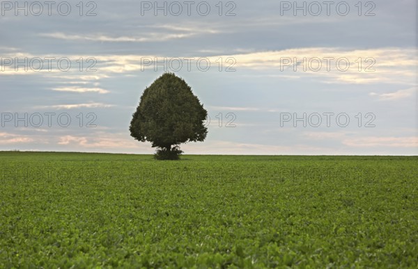 Lonely tree in field of sugar beets, Rhine-Hesse, Germany, Europe