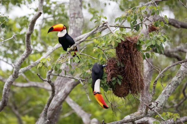 Close-up of two Toco Toucans plundering birds nest in a tree, one sitting, one hanging down,