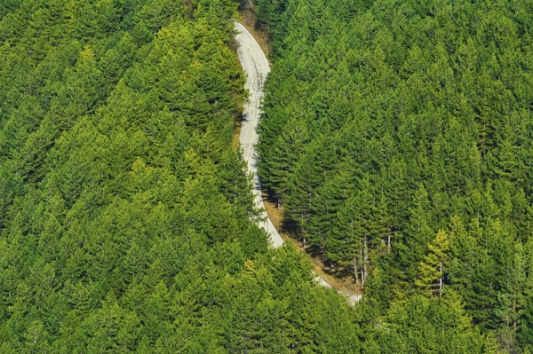 Road in the Coniferous Forest, Shumen, Bulgaria Shumen, Bulgaria, Europe