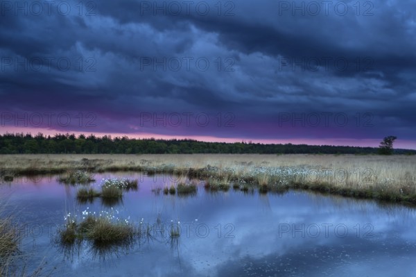 Sunset during storm over swamp, Fochteloerveen, Netherlands