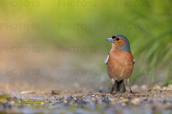 Chaffinch, (Fringilla coelebs), foraging, biotope, Wadi Darbat, Salalah, Greece, Oman, Europe
