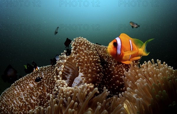 Red Sea Anemonefish, Amphiprion bicinctus, Djibouti, Djibouti, Africa, Afar Triangle, Gulf of Aden,