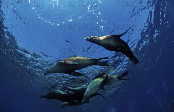Group of California sea lions, Zalophus californianus, USA, California, Pacific Ocean, North