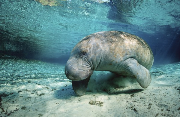 Round-tailed manatee, Trichechus manatus latirostris, USA, Florida, FL, Crystal River, North