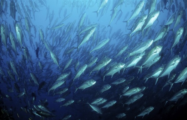 Bigeye trevally, Caranx sexfasciatus, Mexico, Lake Cortez, Lower California, La Paz, Central