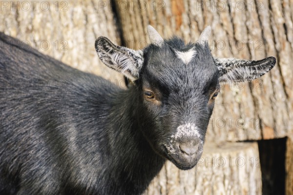 Portrait of Black Goat with Small Horns Varna, Bulgaria, Europe