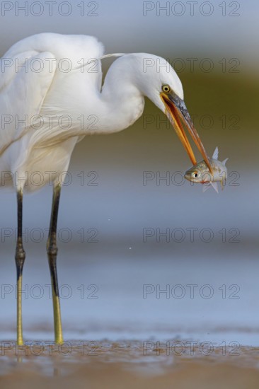 Western Reef Heron, Western Reef-Heron, Western Reef-Egret, (Egretta gularis), Garceta Dimorfa,