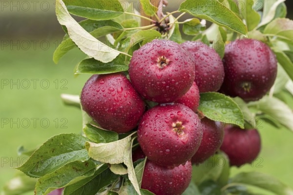 Apple (Malus domestica 'Gaia'), Cambridge Botanical Garden, Germany, Europe