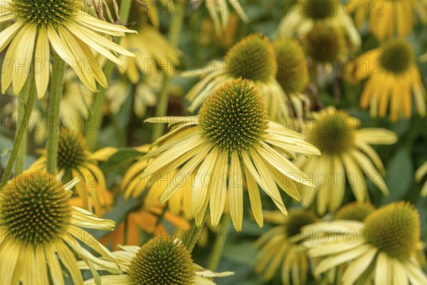 Red coneflower (Echinacea purpurea 'Now Cheesier'), EGA-Park, Erfurt, Thuringia, Germany, Europe
