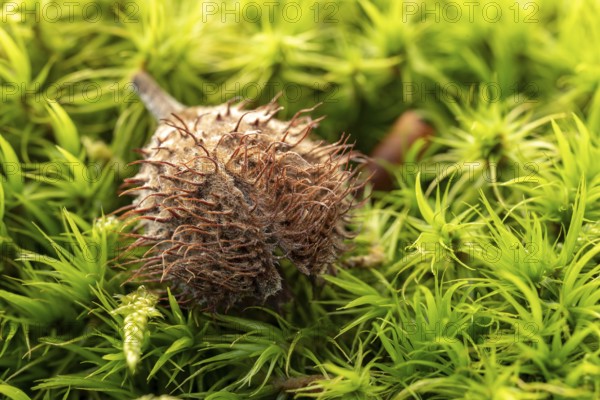 Close-up of the dried fruit cup of a beech tree on a dense green moss carpet, Lower Saxony,