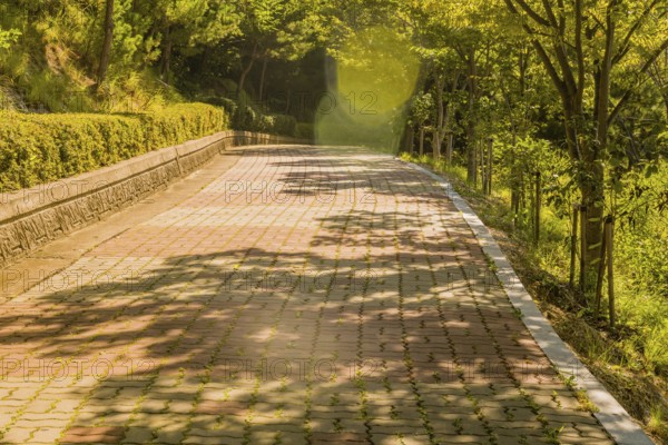 Lens flares highlighting wide brick tree lined walkway with concrete brick wall lined with trimmed