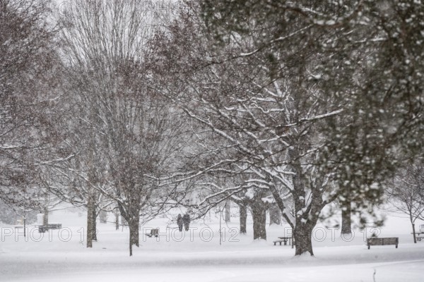 Heavy snow squalls of lake-effect snow falls over Springbank Park in London, Canada. Environment