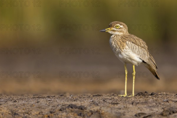 Senegal Lapwing, (Vanellus senegallus), Africa, South Africa, KwaZulu-Natal, Triele family,