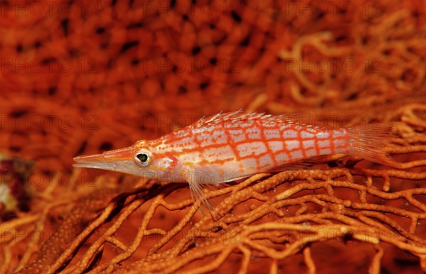 Long-nosed Coral Guard, Oxycirrhites typus, Indonesia, Raja Ampat, Irian Jaya, West Papua, Indian