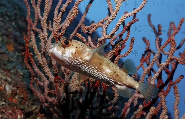 Longspine Hedgehogfish, Diodon holocanthus, Mexico, Lake Cortez, Lower California, La Paz, Central