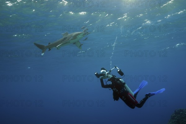 Diver taking photo of Oceanic Whitetip Shark, Carcharhinus longimanus, Brother Islands, Red Sea,