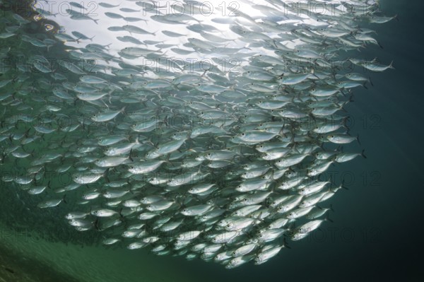 Shoal of yellow-striped herring mackerel in the lagoon of Ahe Island, Selaroides leptolepis,