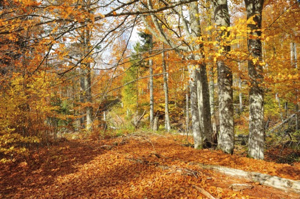 The Kleine Ohe in the Bavarian Forest, in autumn. Deadwood on Lusen, in the Bavarian Forest