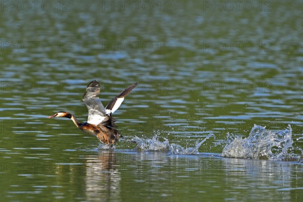 Great crested grebe, Great crested grebe, Podiceps cristatus, Grebe, Europe, Europe, Germany,