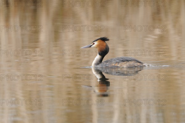 Great crested grebe, Great crested grebe, Podiceps cristatus, Grebe, Europe, Europe, Germany,