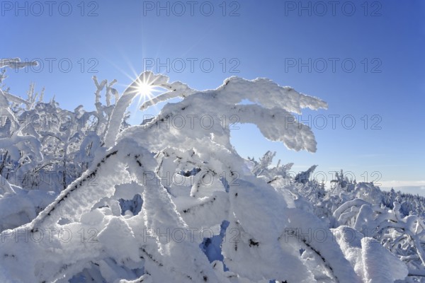 Winter landscape with hoarfrost, Hornisgrinde, Central Black Forest nature park Park, Ortenaukreis,