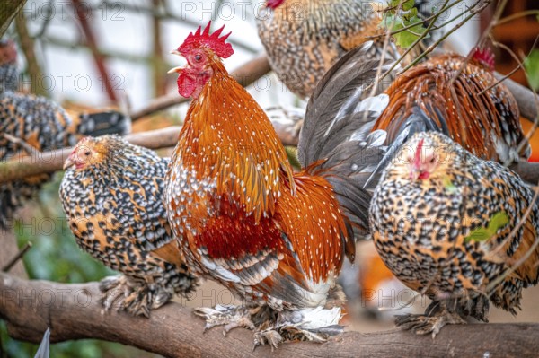 Group of cockerels (Gallus gallus domesticus) with live plumage on a tree branch, Eisenberg,