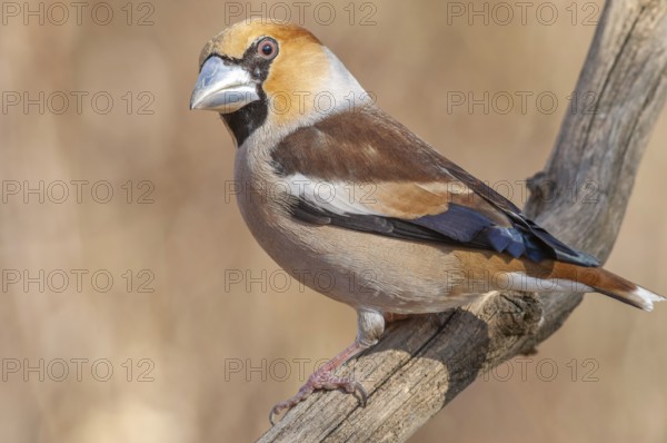 Hawfinch (Coccothraustes coccothraustes) perched on a branch in the forest in winter. Bas-Rhin,