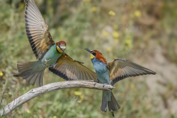 European bee-eaters (merops apiaster) in courtship display in spring. Kaiserstuhl,