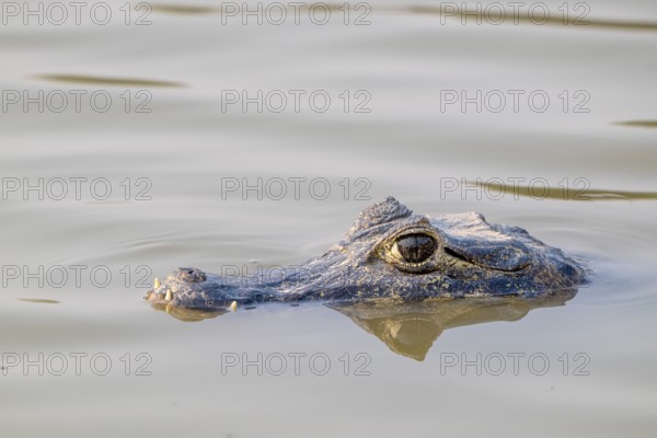 Caiman (Caimaninae), Alligator (Alligatoridae), Crocodile (Crocodylia), Animal portrait, Head