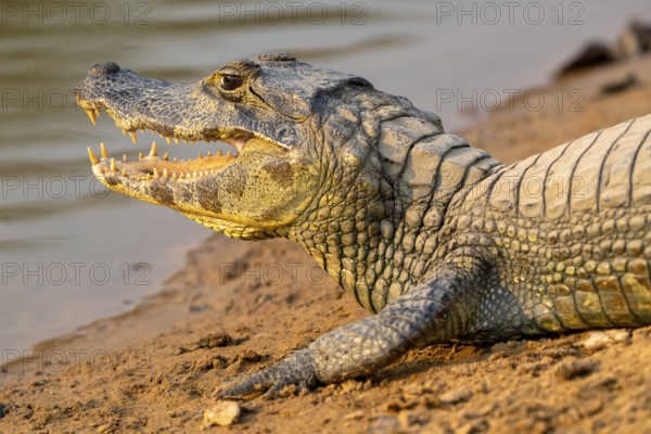 Caiman (Caimaninae), Alligator (Alligatoridae), Crocodile (Crocodylia), animal portrait, side view,