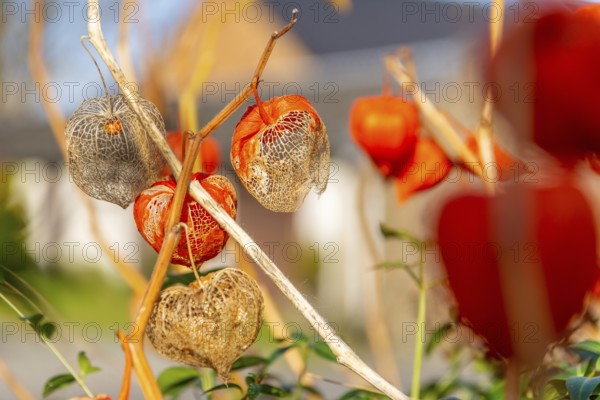 The orange lanterns fruiting calyces) of Physalis alkekengi or bladder cherry or chinese japanese