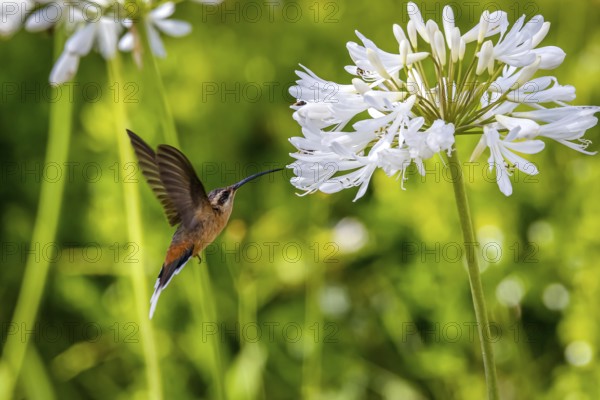 Planalto hermit hummingbird in flight to a white flower to suck nectar, wings backwards against