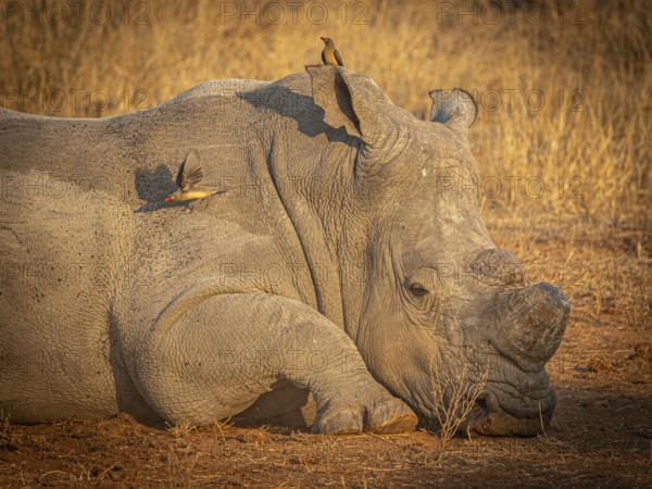Reclining white rhinoceros (Ceratotherium simum) with sawed-off horn and oxpecker star (Buphagus)